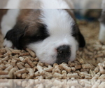 Small #1 Saint Bernard