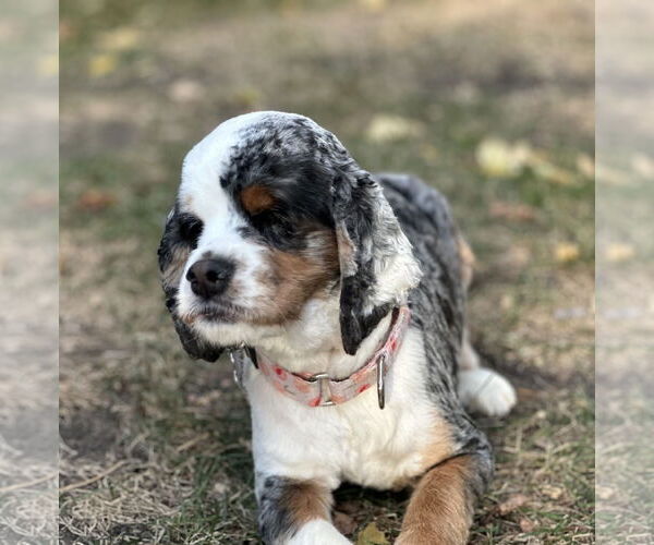 Medium Photo #1 Cocker Spaniel Puppy For Sale in Sioux Falls, SD, USA