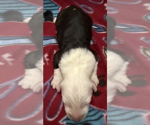Old English Sheepdog Puppy for Sale in WAKE FOREST, North Carolina USA
