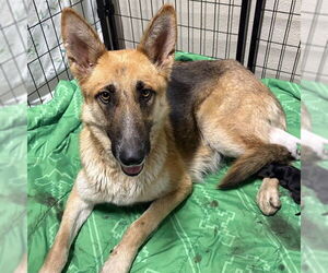 German Shepherd Dog Dogs for adoption in Modesto, CA, USA