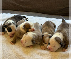 Olde English Bulldogge Litter for sale in BRENTWOOD, CA, USA