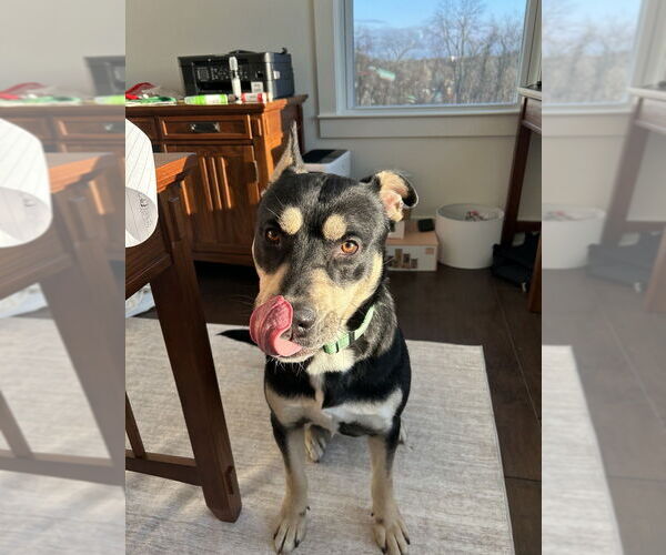 Medium Photo #2 Siberian Husky-Unknown Mix Puppy For Sale in Springdale, PA, USA