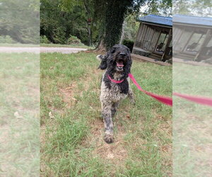 Poodle (Standard) Dogs for adoption in Vail, AZ, USA