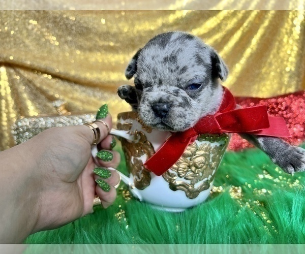Medium Photo #6 French Bulldog Puppy For Sale in HAYWARD, CA, USA