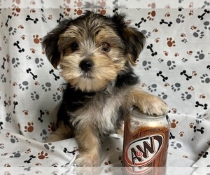 Morkie Puppy for sale in JONESTOWN, TX, USA
