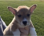 Small #3 Pembroke Welsh Corgi