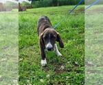 Small #2 Labrador Retriever Mix