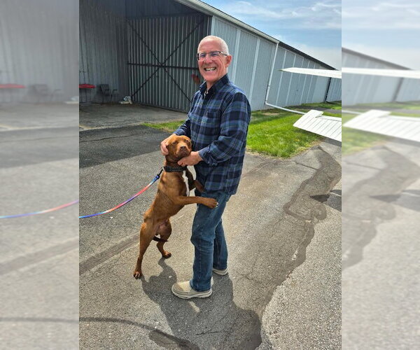 Medium Photo #3 Chesapeake Bay Retriever-Unknown Mix Puppy For Sale in Shermans Dale, PA, USA