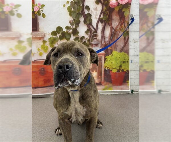 Medium Photo #1 Mutt Puppy For Sale in San Bernardino, CA, USA