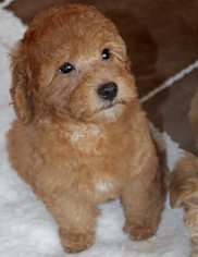 Poodle (Toy) Puppy for sale in BONSACK, VA, USA