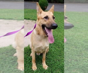 German Shepherd Dog Dogs for adoption in Winston Salem, NC, USA