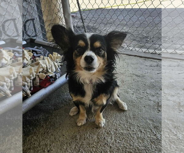 Medium Photo #3 Chihuahua-Spaniel Mix Puppy For Sale in El Centro, CA, USA