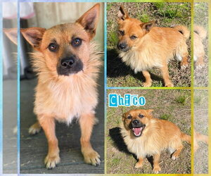 Toxirn Dogs for adoption in Blacksburg, SC, USA