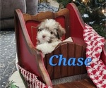 Small #3 Havanese