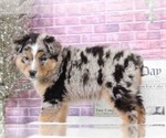 Small Photo #3 Australian Shepherd Puppy For Sale in BEL AIR, MD, USA