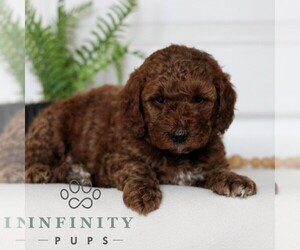 Goldendoodle (Miniature) Puppy for sale in LANCASTER, PA, USA