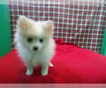 Puppy Foxy Pomeranian