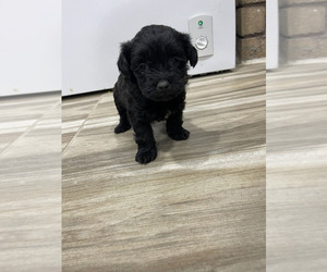 Maltipoo Puppy for sale in APPLE VALLEY, CA, USA