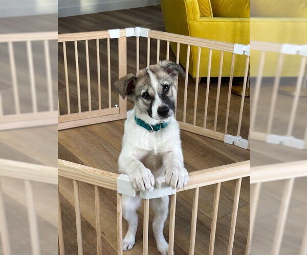 Medium Photo #2 Siberian Husky Puppy For Sale in Fort Wayne, IN, USA