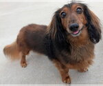 Small #2 Dachshund