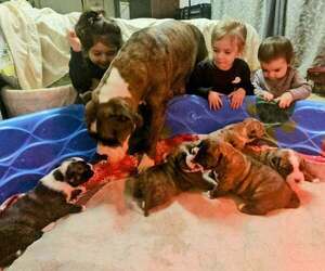 Alapaha Blue Blood Bulldog Litter for sale in SHELOCTA, PA, USA