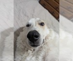 Small #1 Great Pyrenees Mix