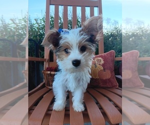 Biewer Yorkie Puppy for sale in GRANBURY, TX, USA