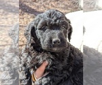 Puppy Royal Blue Labradoodle