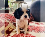 Small #2 Cavalier King Charles Spaniel