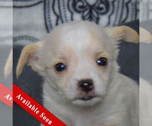 Chiweenie Dogs for adoption in Huntley, IL, USA