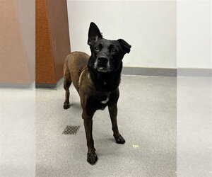 Mutt Dogs for adoption in Rancho Cucamonga, CA, USA