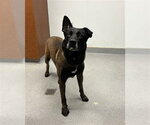 Small Mutt