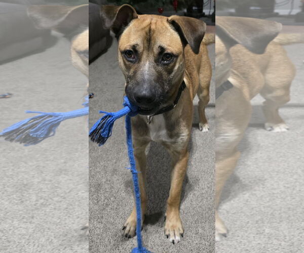 Medium Photo #3 German Shepherd Dog-Unknown Mix Puppy For Sale in Macon, MO, USA