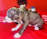 Small Photo #4 American Pit Bull Terrier Puppy For Sale in TRENTON, NJ, USA