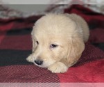 Small #6 Goldendoodle