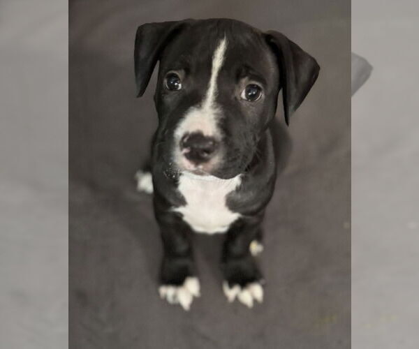 Medium Photo #3 Mutt Puppy For Sale in Springdale, PA, USA