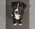 Small #2 Mutt