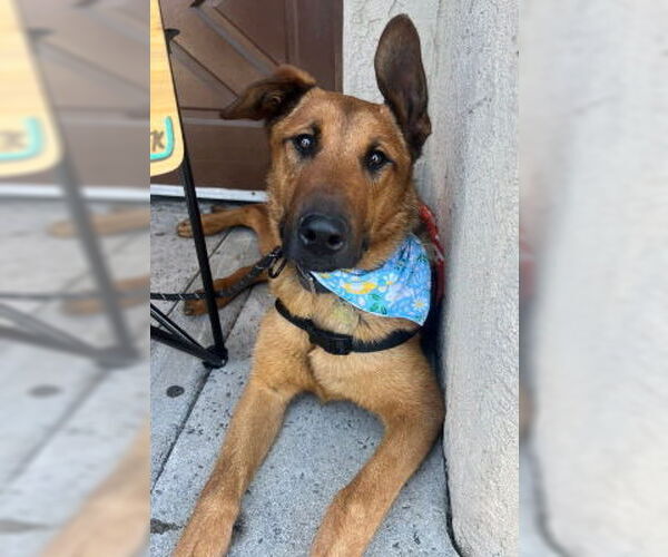 Medium Photo #4 German Shepherd Dog-Unknown Mix Puppy For Sale in Ventura, CA, USA