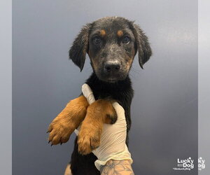 Roo - Female Mutt Dog for Adoption - Photo #2