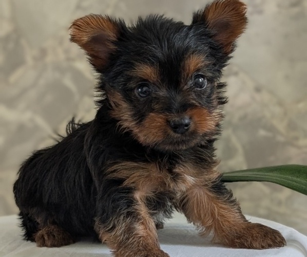 Medium Photo #4 Yorkshire Terrier Puppy For Sale in GOSHEN, IN, USA