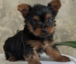 Small #3 Yorkshire Terrier