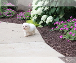 Small #7 Bichon Frise