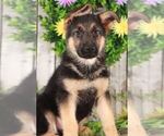 Small Photo #3 German Shepherd Dog Puppy For Sale in MOUNT VERNON, OH, USA