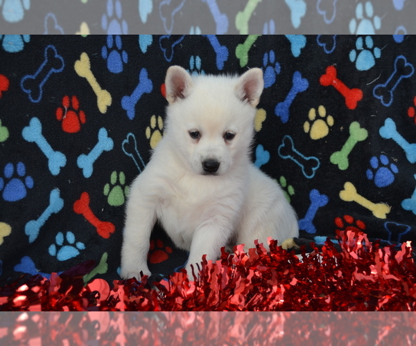Medium Photo #7 Alaskan Klee Kai Puppy For Sale in GREENWOOD, WI, USA