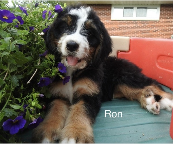 Medium Photo #6 Bernedoodle Puppy For Sale in RAVENSWOOD, WV, USA
