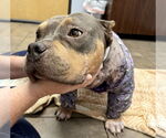 Small #2 American Pit Bull Terrier Mix
