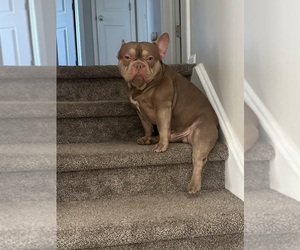Father of the French Bulldog puppies born on 04/24/2025