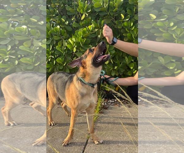 Medium Photo #8 German Shepherd Dog Puppy For Sale in Pompano Beach , FL, USA