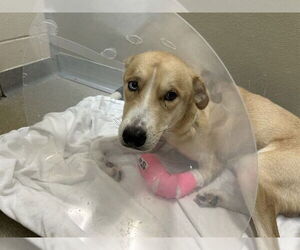 Siberian Husky-Unknown Mix Dogs for adoption in San Antonio, TX, USA