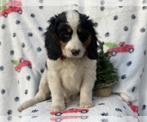 Medium Photo #1 Bernese Mountain Dog Puppy For Sale in CEDAR LANE, PA, USA